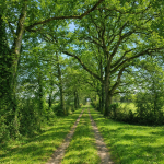 Allée central été
